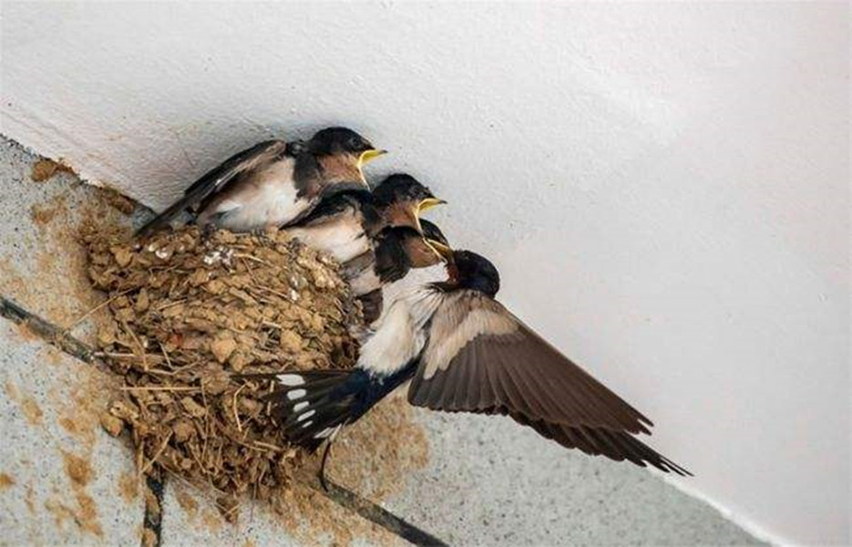 黄鼠狼成精向人讨封被骂,黄鼠狼讨封成精后怎么处理