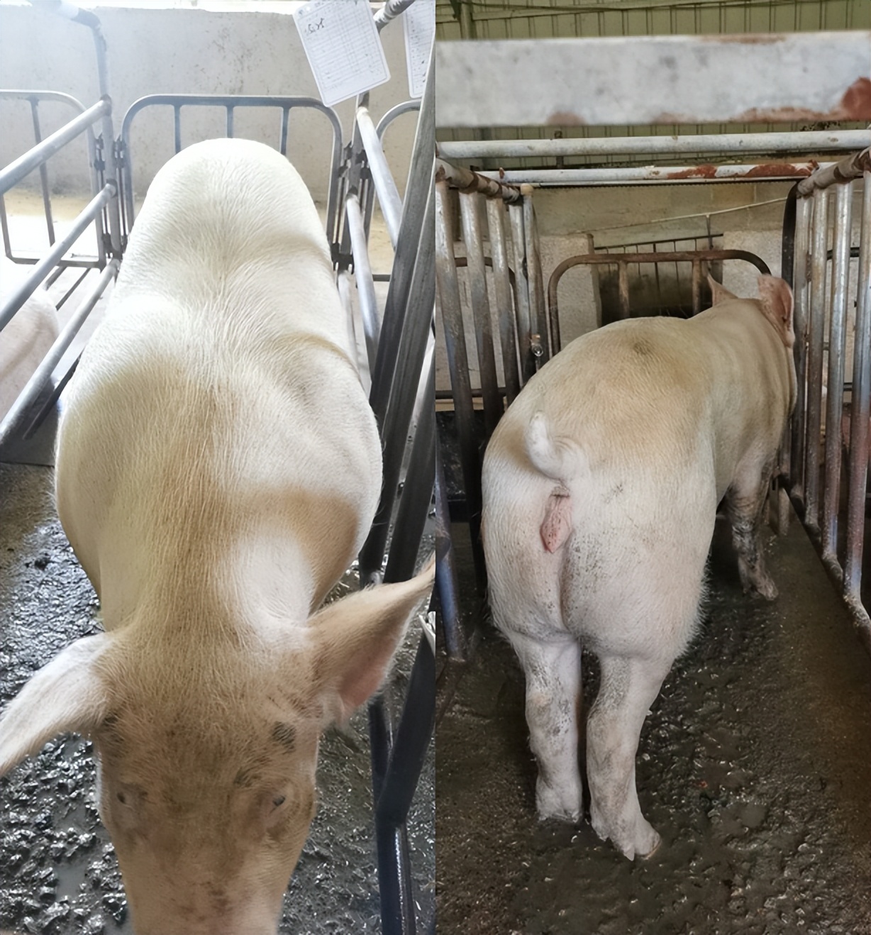 后备母猪快速消瘦的原因,母猪产后低烧是怎么回事