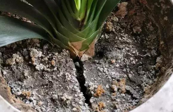 盆土粘稠能少浇水吗,盆土硬如石用什么泡水