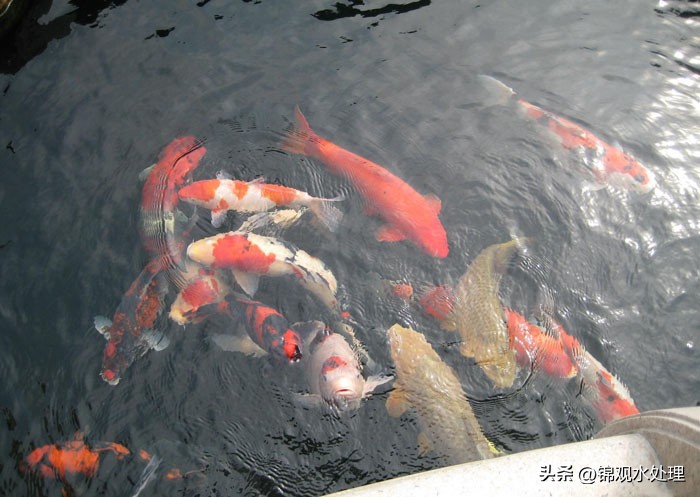 最简单高效的鱼池过滤系统设计图,室外鱼池自制最简单的过滤系统