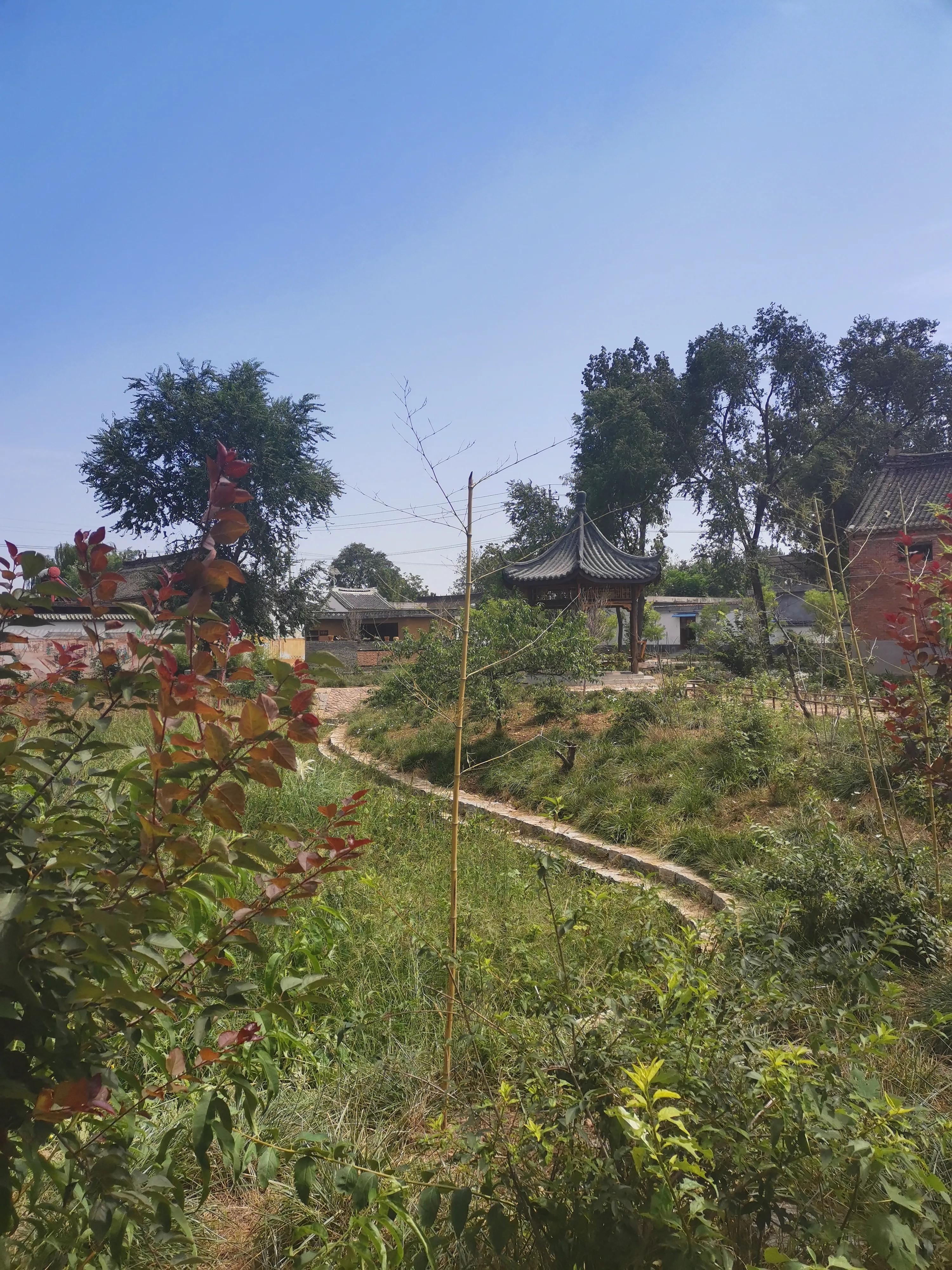 喜鹊记仇糟蹋庄稼,喜鹊糟蹋粮食完整视频