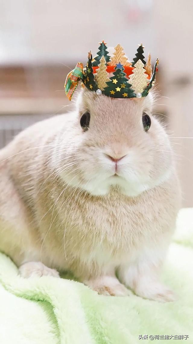 兔子啃墙怎么回事,兔子啃后腿什么原因