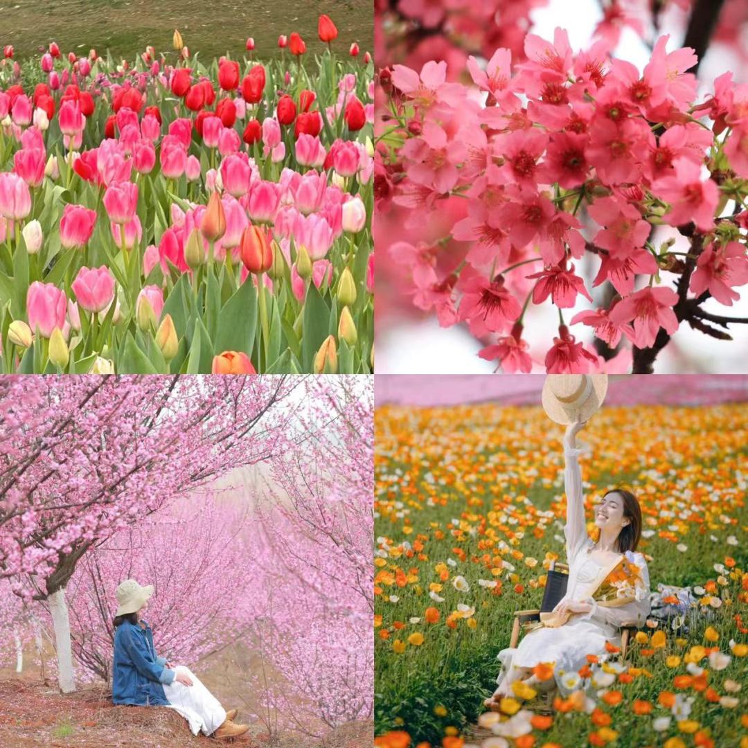 郁金香主题公园稻草人,2022年郁金香花海贵州