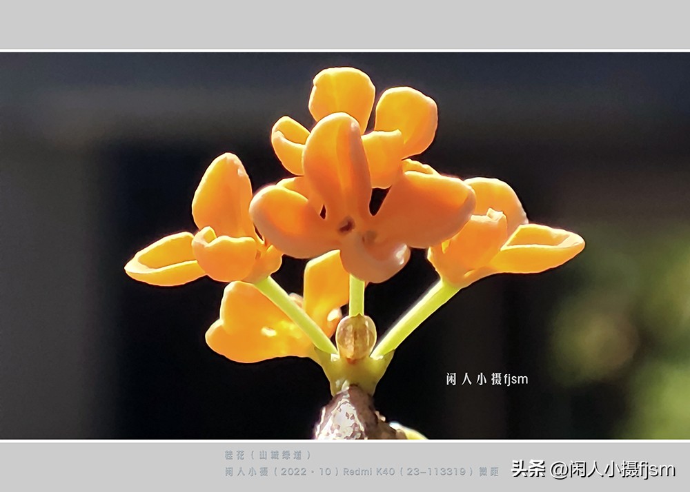 手机拍摄微距人像教程,关于手机微距摄影的一些小技巧