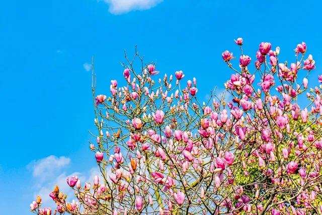 关于春的诗自创现代诗五言,春风的原创现代诗