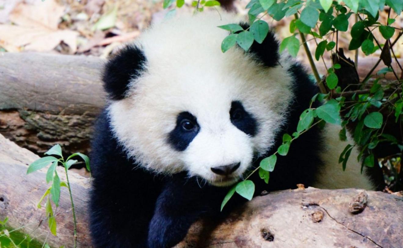 四川黑竹沟野人之谜,四川黑竹沟之未解之谜视频