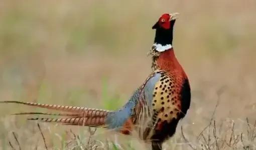 山东曹县为87名无名烈士寻亲找家,曹县孙智敏