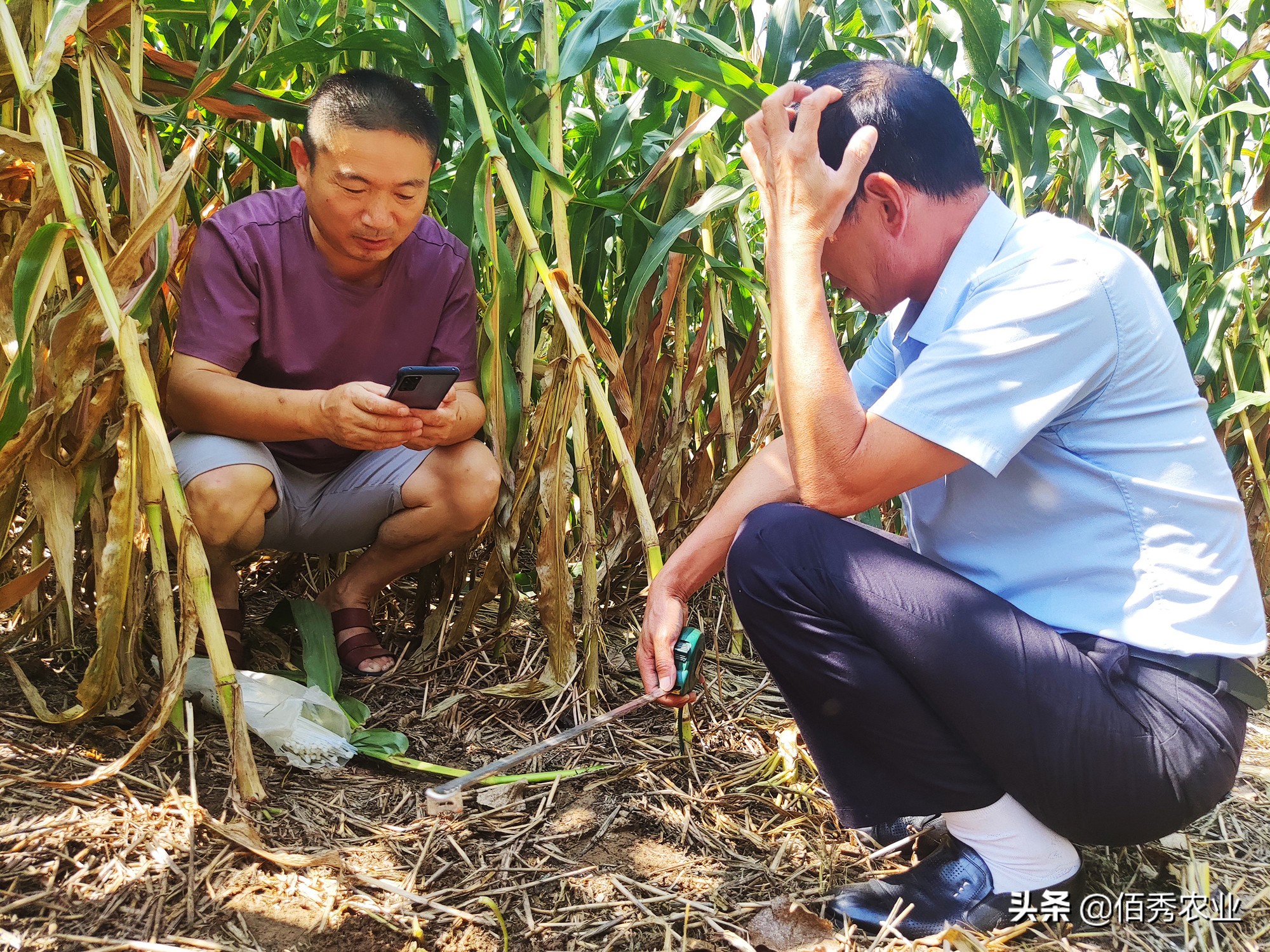 农资店玉米品种介绍,2023年抗锈病玉米种排名列表