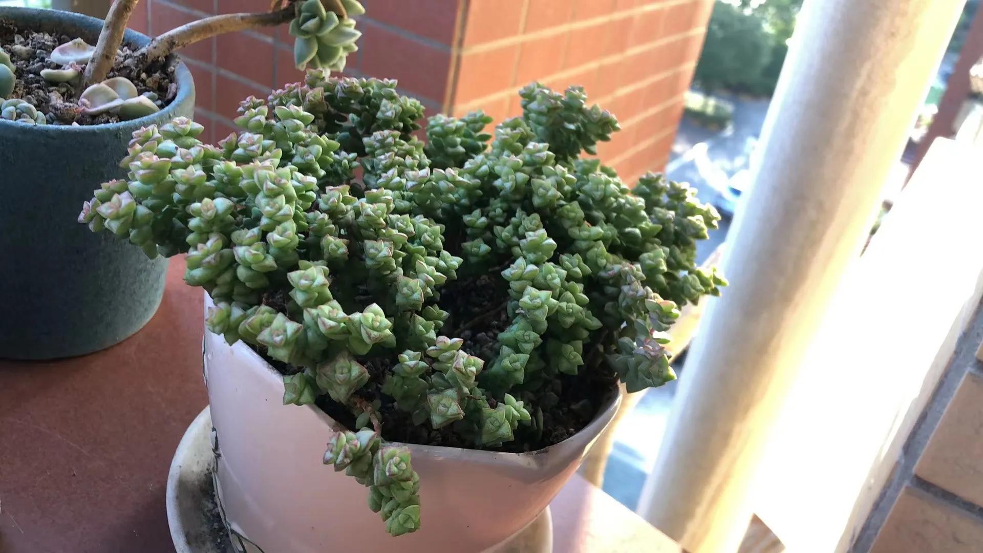 朋友家好多多肉怎么夸赞,朋友养的多肉太震撼