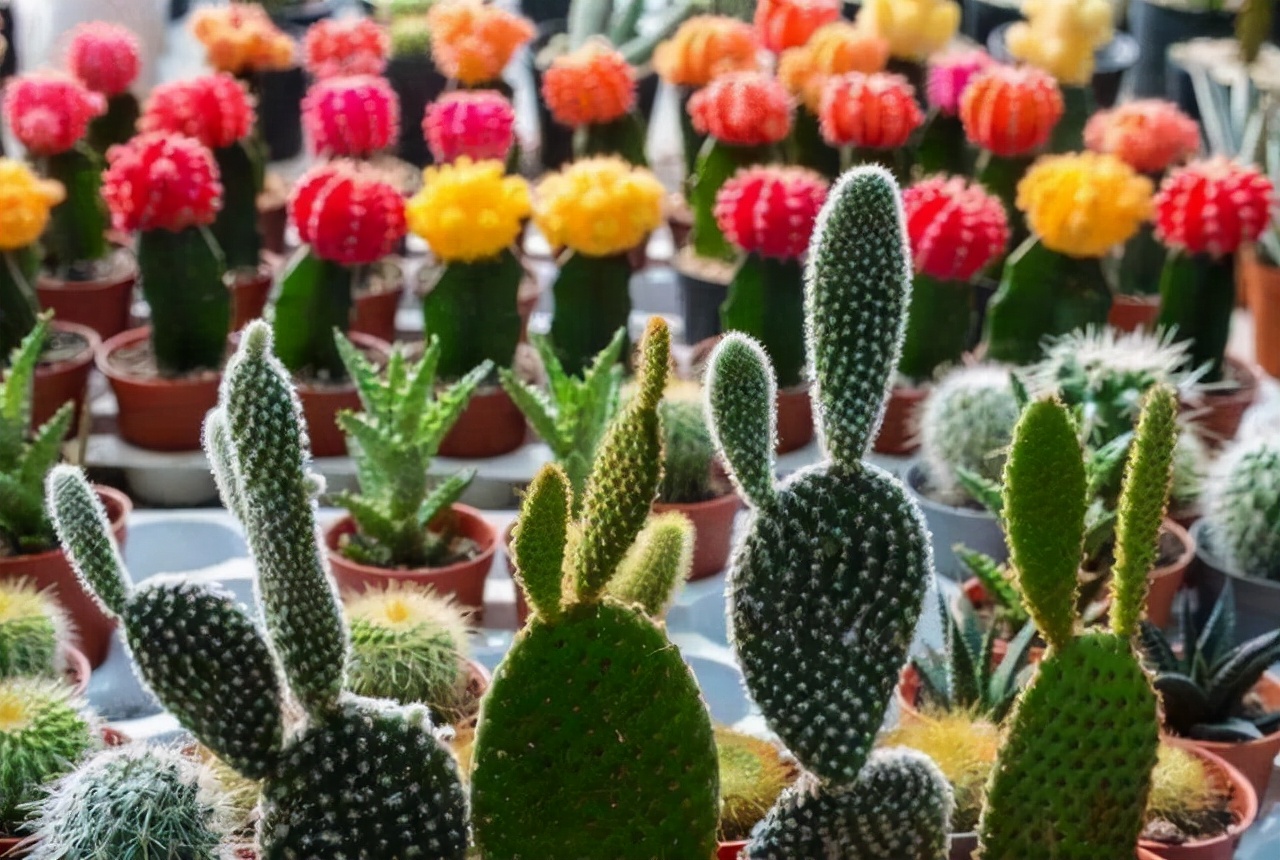 十种花不宜在室内养,这4种花最好别养在室内