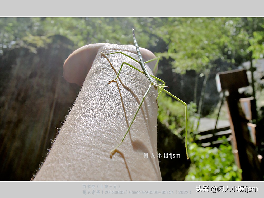 近距离拍摄昆虫小动物,常见昆虫微距摄影活动