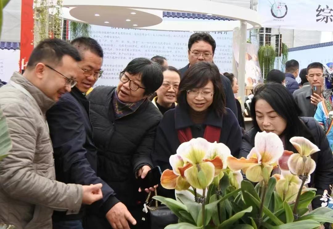 顶级名品兰花欣赏,国际兰展特金奖兰花