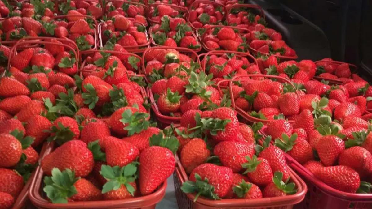 草莓种植最简单方法小技巧,草莓种植方法小白也能种出好草莓