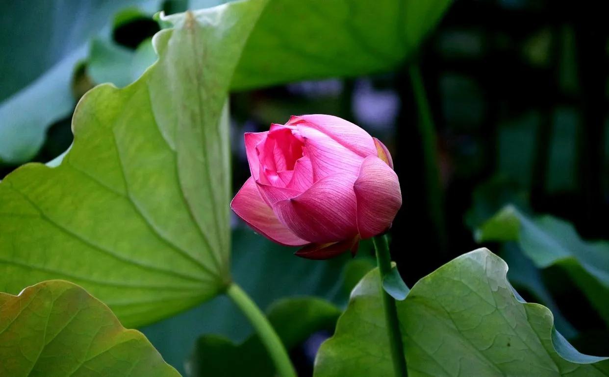 惊艳千年的“花之仙子”，唯美了整个夏天