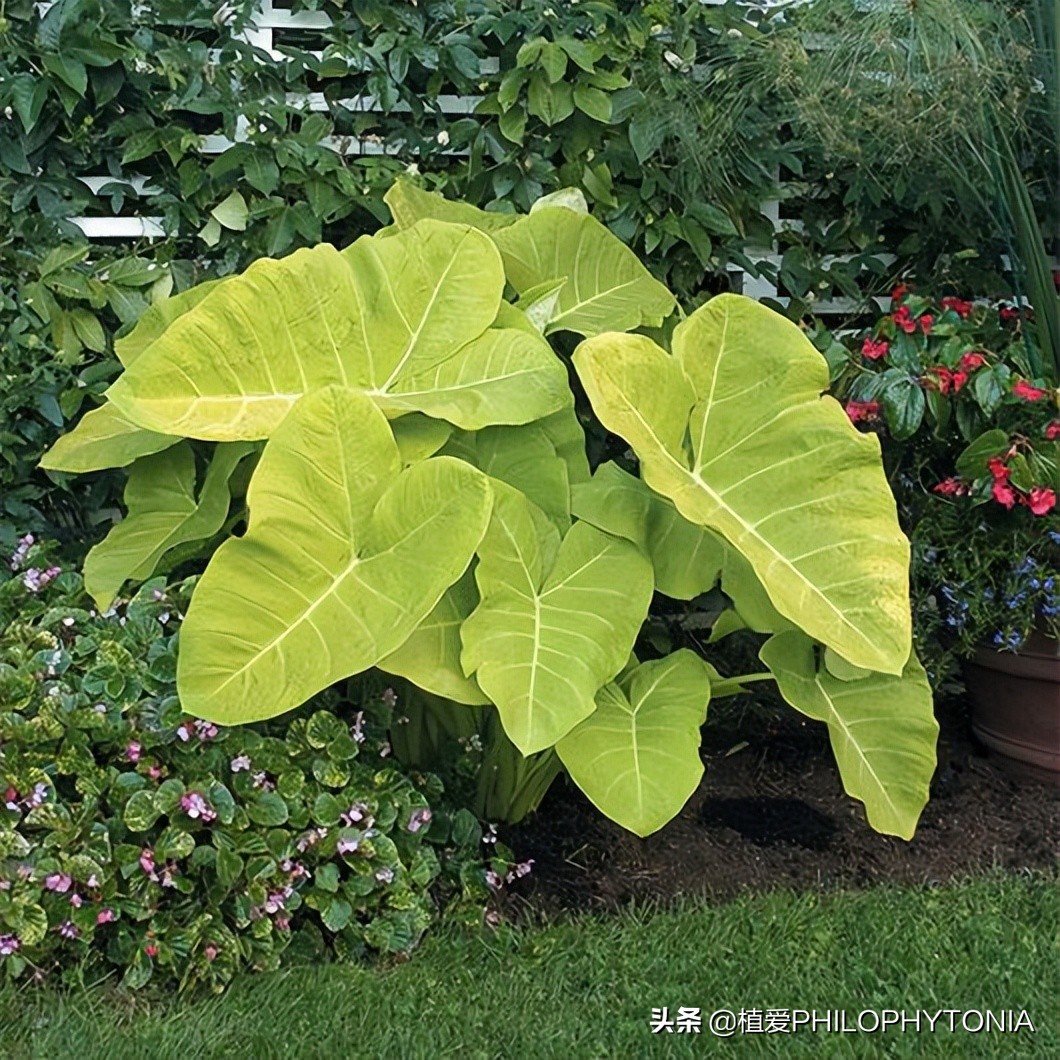 室内大叶片的植物有哪些,有颜色的植物适合室内养殖