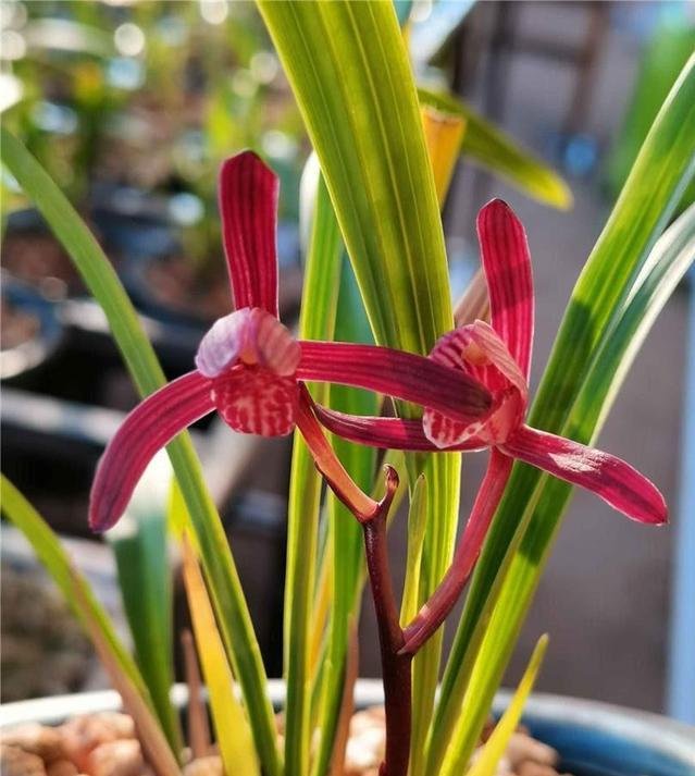 四季兰墨宝首花是什么品种,四季兰开花多又香的品种