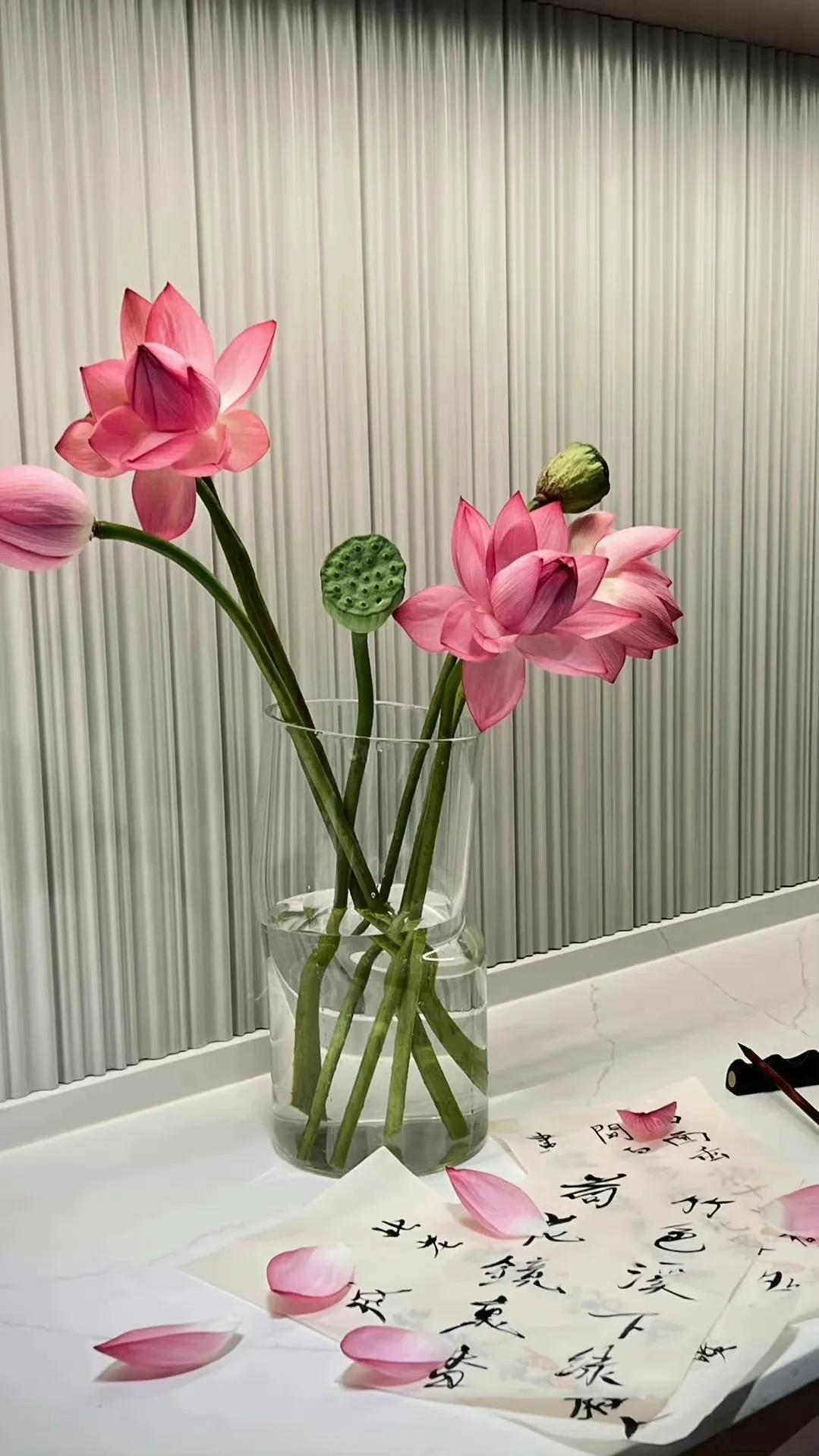 荷花荷叶壁纸图片大全,荷叶手机壁纸高清图片