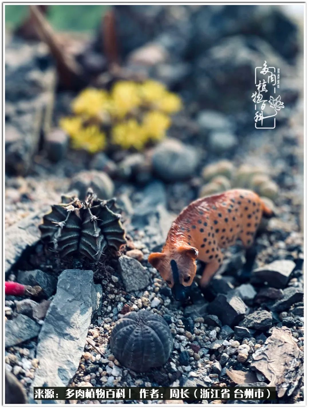 云南树脂粘土多肉组合拼盘创意,多肉拼盘的五个要点是什么