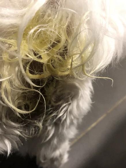 一晚上连炫16颗生鸡蛋，偷吃柯基秒变粑粑喷射“基”