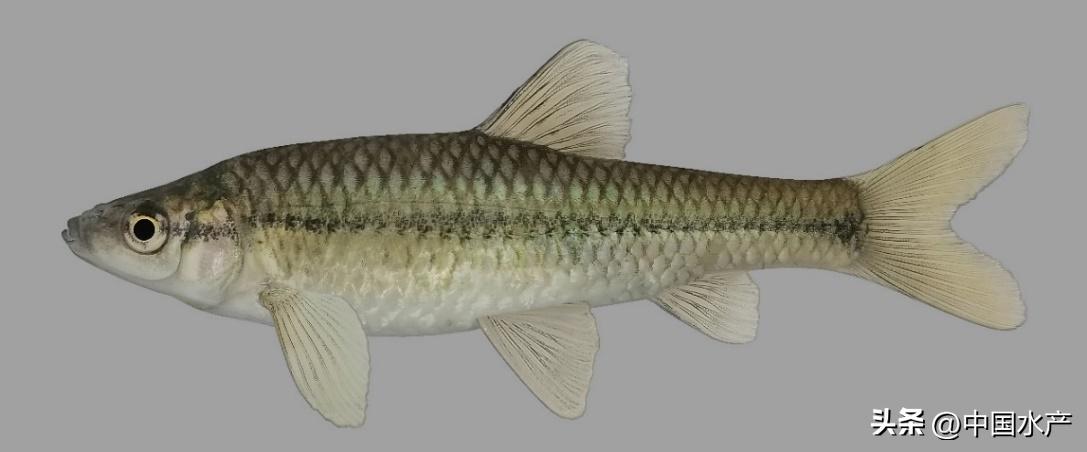 水生外来物种入侵防控工作方案,水生动物防疫