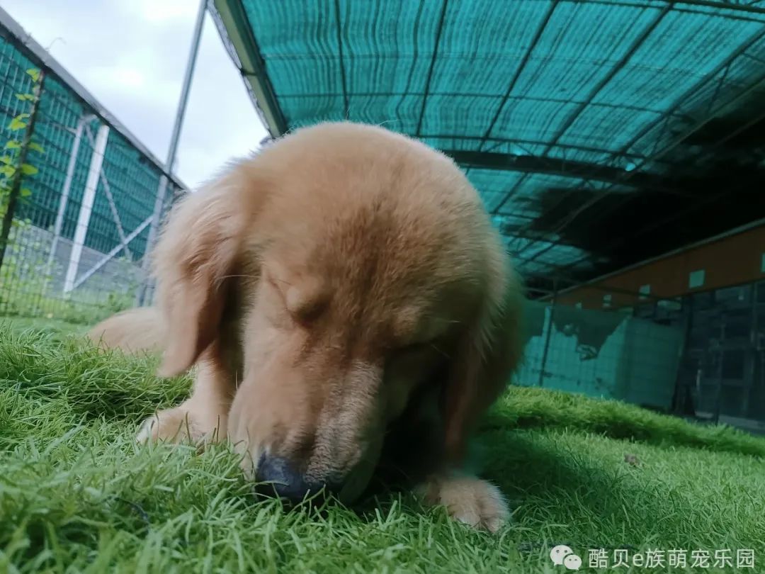 养狗误区123,养狗的误区