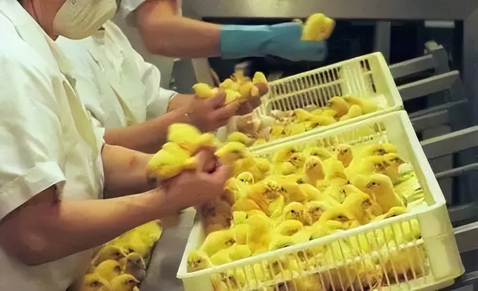 世界上最奇葩的三个职业,日本最奇葩的十大职业