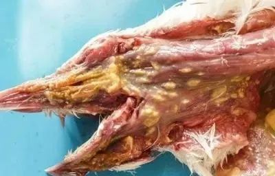 毛滴虫和念珠菌诊断不准怎么办？