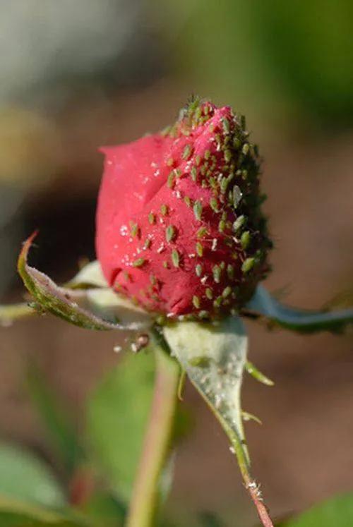 怎样有效又环保的去蚜虫,除蚜虫的环保方法