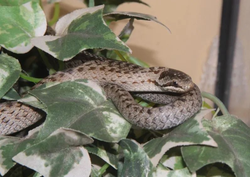 「原来欧洲有这么多种蛇？！」偷师卡塞尔的豢龙大师·下