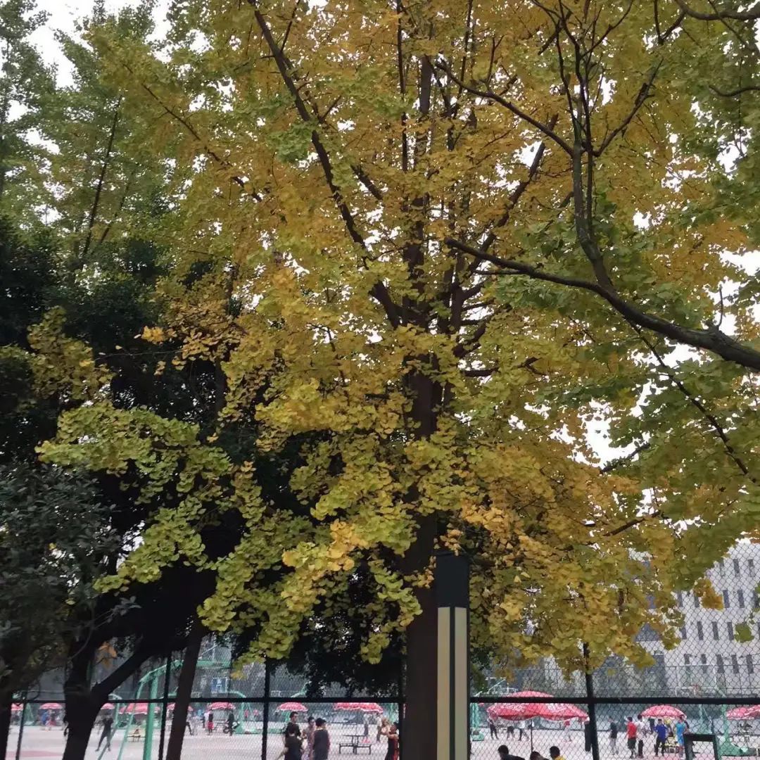 西南交大好看吗,西南交大女生好看吗