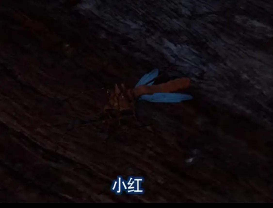 不良人第十一集更新了，信息量巨大，李存慧复活？萤勾展现实力