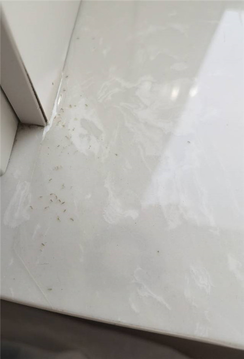 卧室出现特别小的红色虫子,家里密密麻麻白色小虫子怎么来的