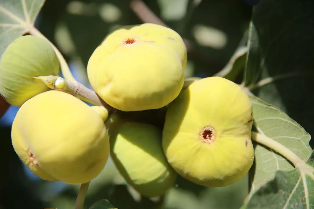 土特产无花果,无花果哪里最好吃最有营养