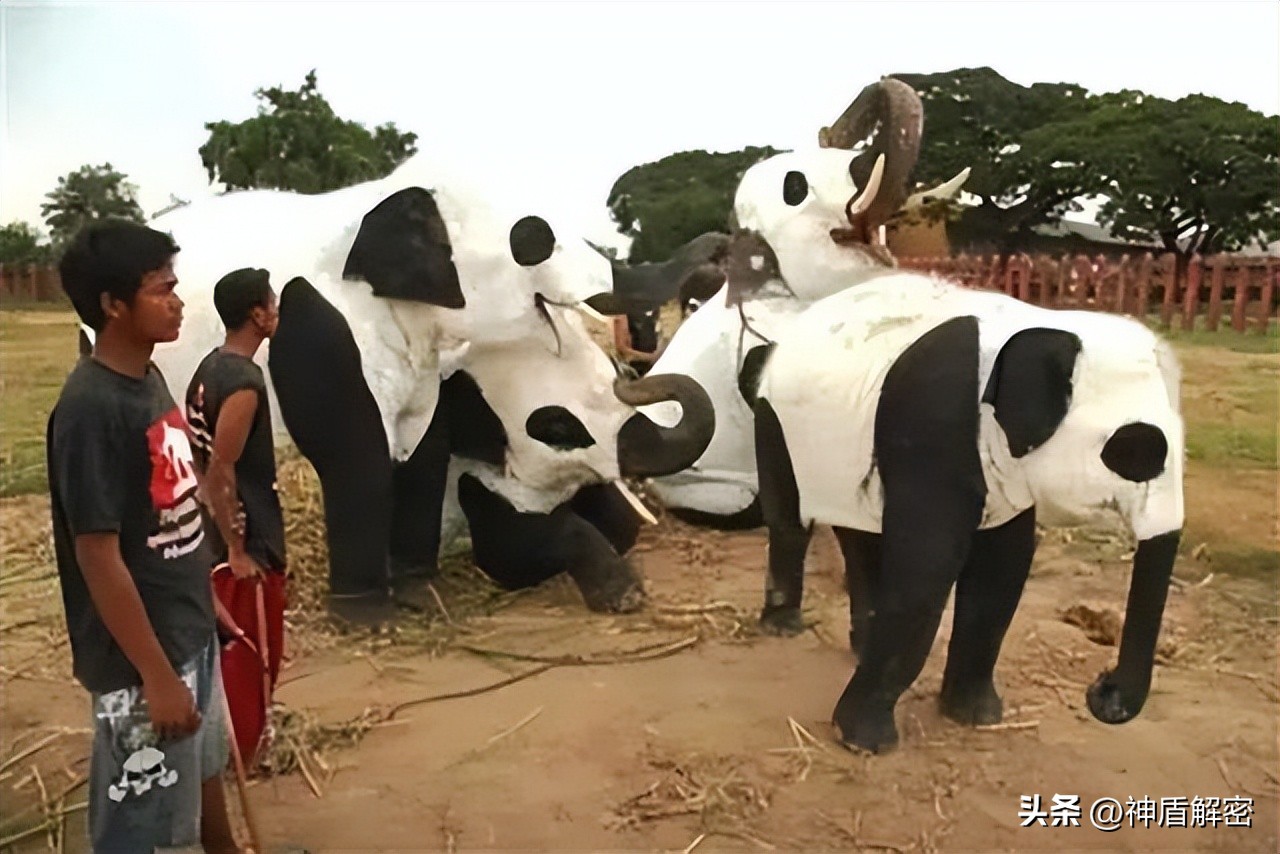 同样都是租借大熊猫,为啥卡塔尔一次就成功,印度求借14次被拒绝