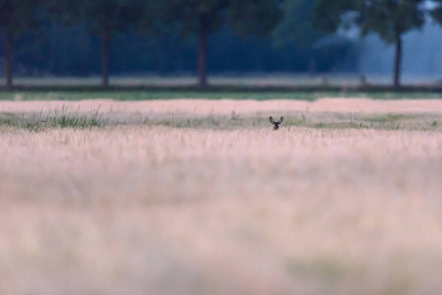 全球气候变化对农业的影响和对策,气候变化对农业生产的影响