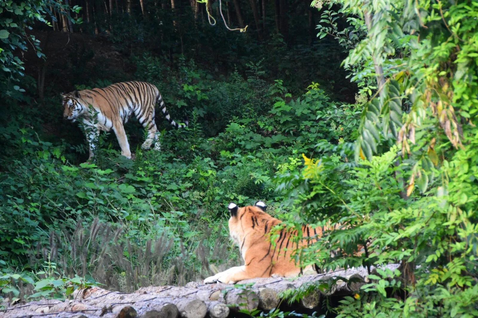 广州长隆野生动物园全部动物,广州长隆野生动物园所有动物介绍