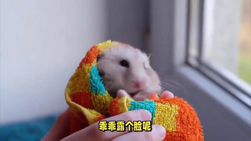 仓鼠不让抓老是跑怎么办,仓鼠不让摸怎么办