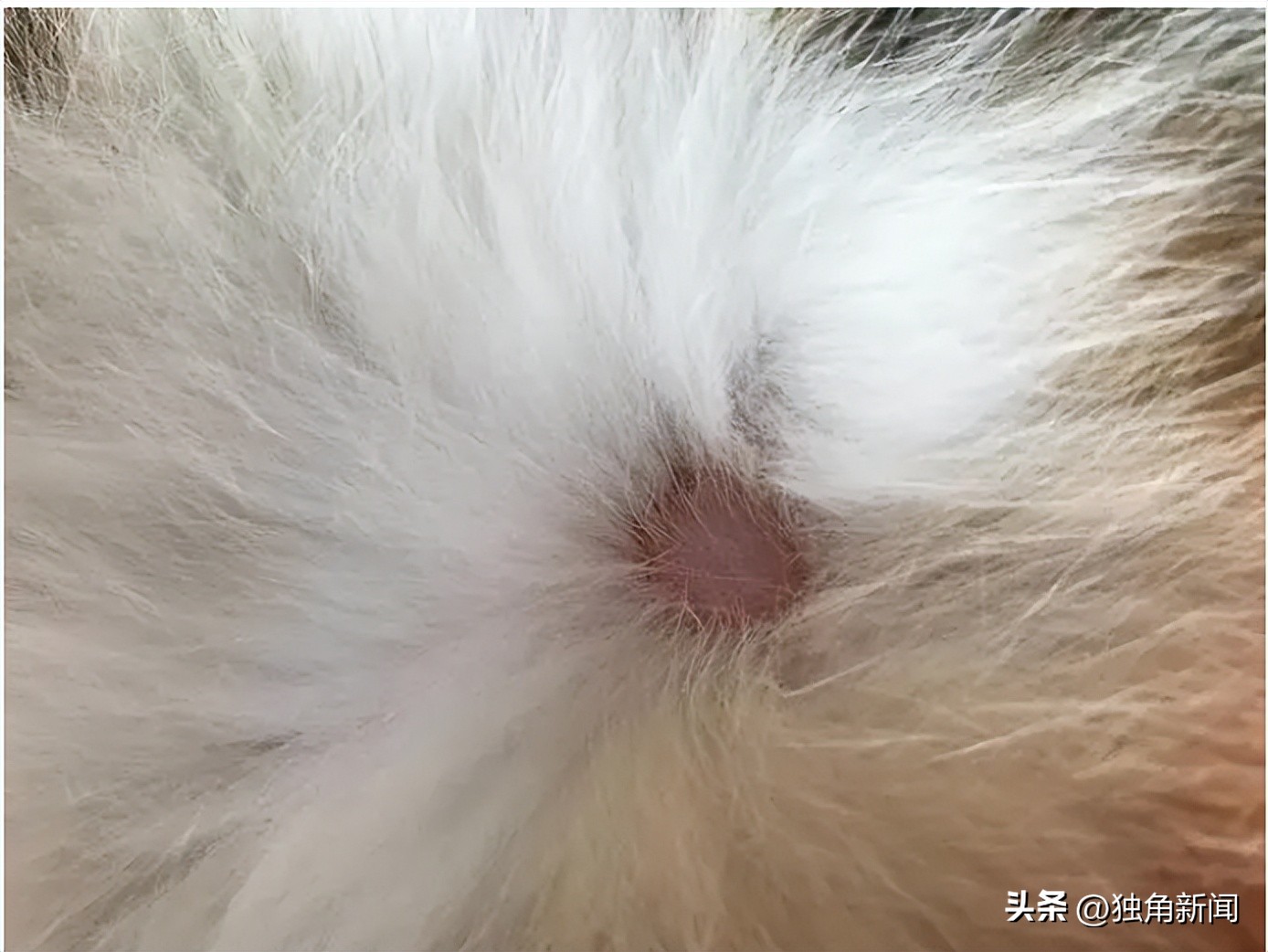 “吸猫撸狗”一时爽，小心皮肤“闹脾气”