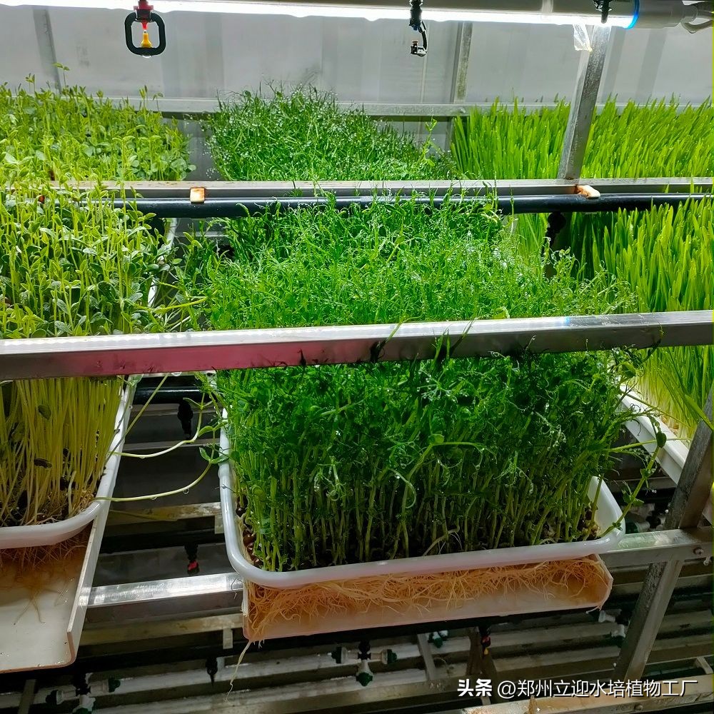 无土芽苗菜长几茬,无土芽苗菜能好吃吗