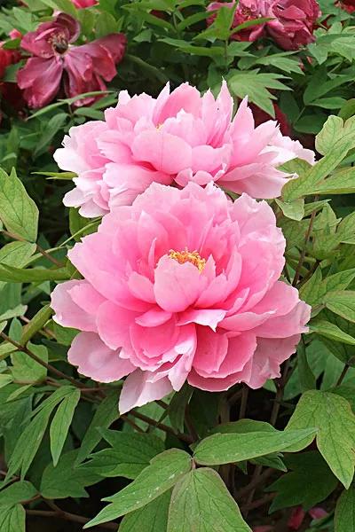 考不上“大小一六八”别泄气，“三朵金花”同样助您考上好大学