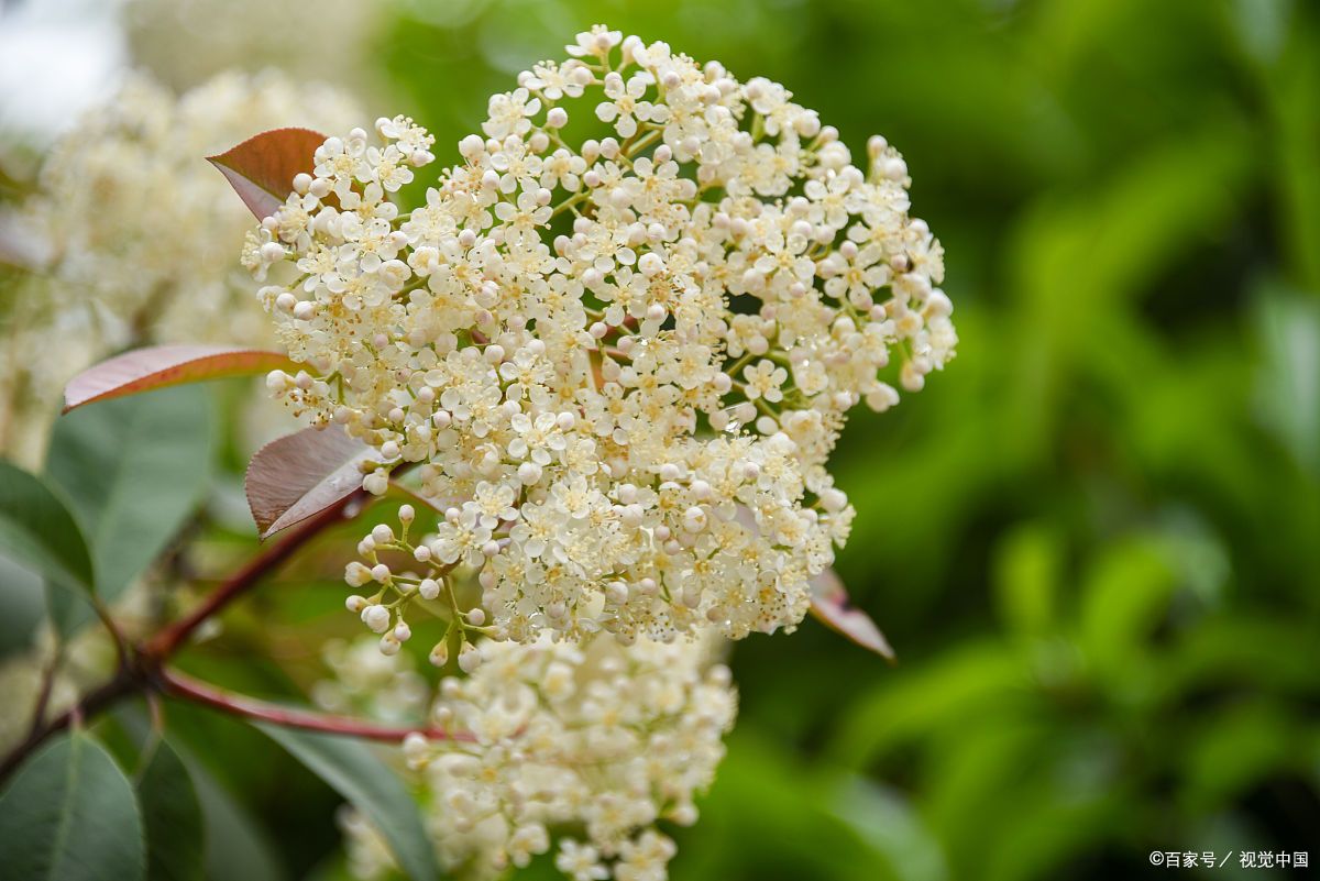 为什么石楠花那么臭还要种,石楠花那么臭为什么到处种