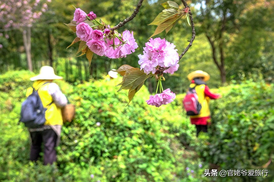 武汉黄陂茶谷风景区,武汉市黄陂区后花园