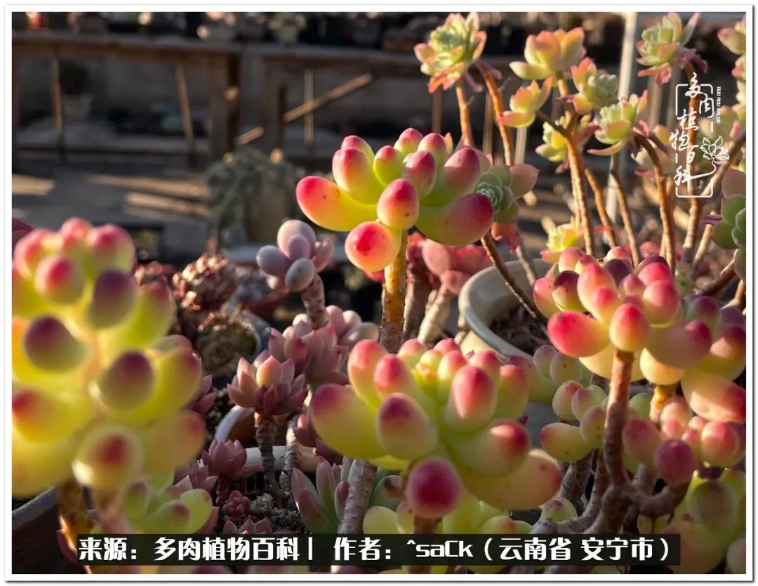 情不知所起一往而深歌曲,情不知所起一往而深完整版