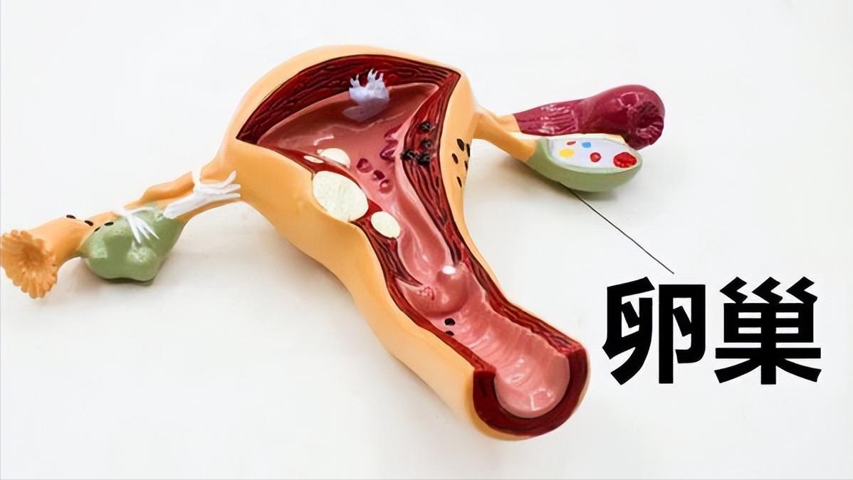 女人如果没有子宫会有什么影响,女性没有子宫和正常人有什么区别