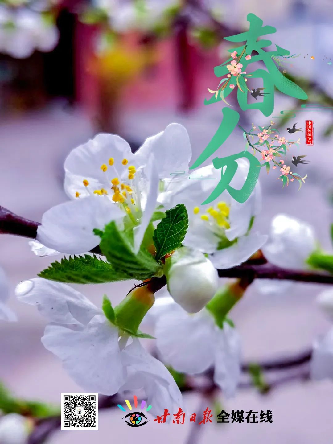 今日春分完整版视频,今日春分全文及解析