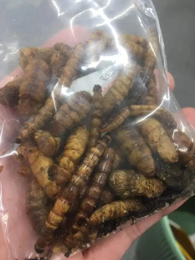 日本活体昆虫自助售卖机,日本街头自动售卖机都卖啥