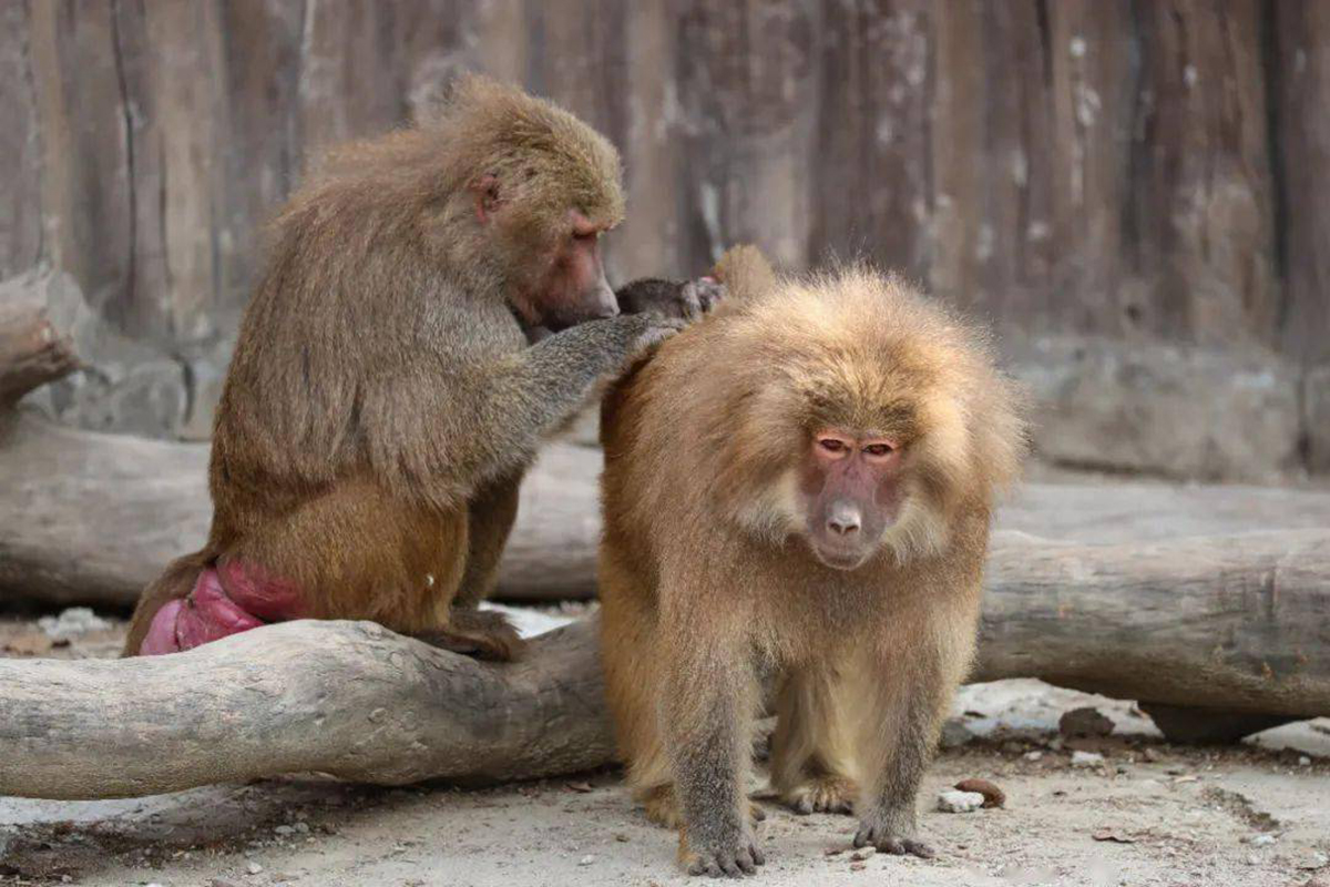 灵长类凶猛动物,灵长类动物的战斗力