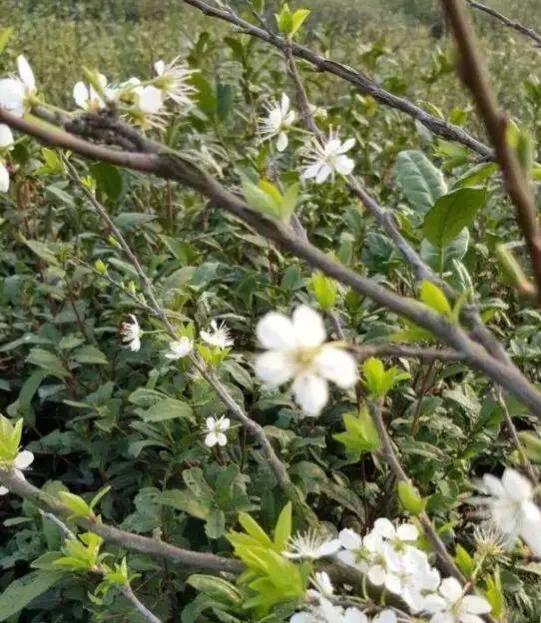 四川四大名茶是什么茶,四大名茶都是哪四种茶