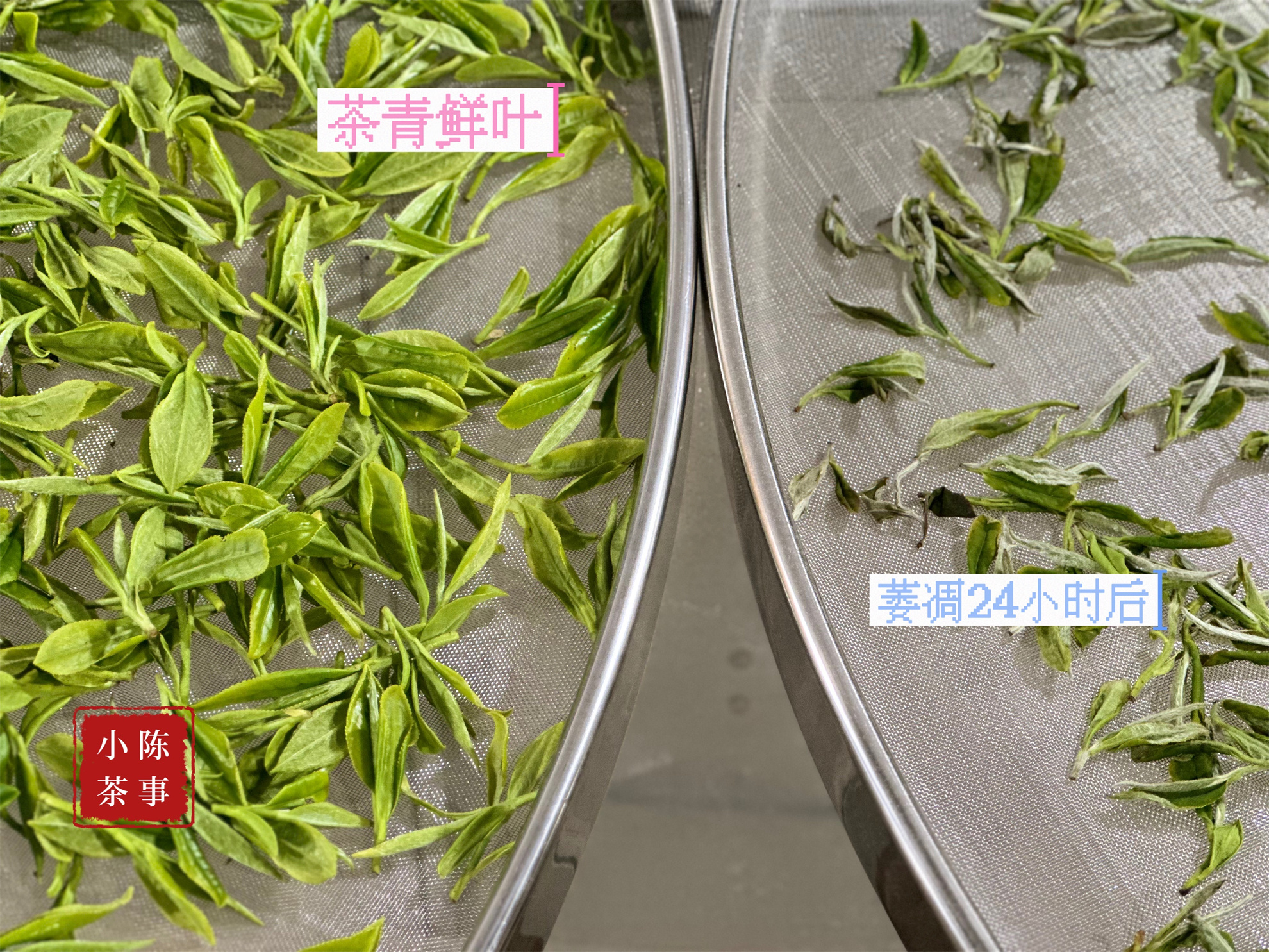 白茶只有老的好,白茶新茶就好喝