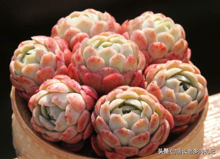 冰梅贝瑞多肉好度夏吗,多肉贝瑞好养还是冰梅好养